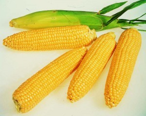 кукуруза_початки