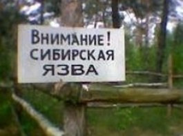 сибирская язва