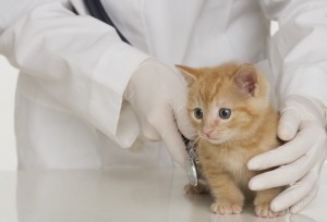 Veterinarian hands examining kitten