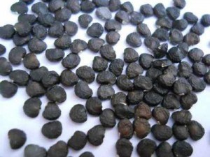 семена_дурмана