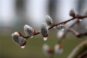 капель
