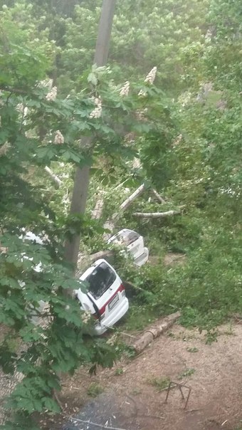 упавшее дерево балаково_помятые авто