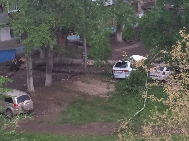 W0Ht7TxFkYIупавшее дерево балаково_помятые авто_2