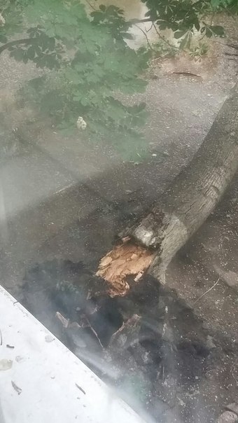 ураган балаково_дерево упавшее