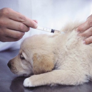 golden retriever puppy vacinating