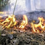 В Саратовской области на пять дней установлена высокая пожароопасность