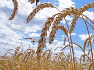 урожай, пшеница_поле