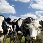 Саратовская область борется с несанкционированным выпасом скота: новые законопроекты на страже порядка