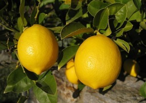 лимон_1