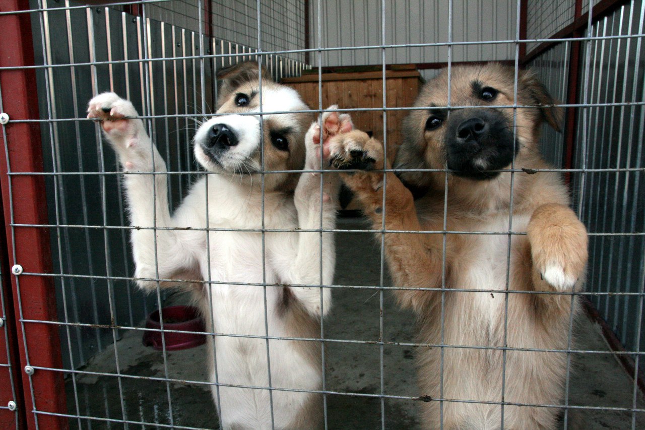официальный сайт приюта для собак в москве