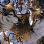 В соседнем Хвалынском районе охотники застрелили пятерых волков, в Балтайском – еще двух. Среди убитых – черный волк