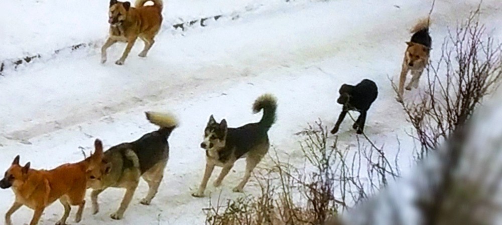 У алексея 5 собак январь февраль март. Стая собак в России. Бродячие собаки. Стая бездомных собак.