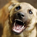 В регионе введут наказание для недобросовестных владельцев домашних животных