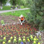 Благоустройство в Балакове: и в нашем городе растут цветы необыкновенной красоты