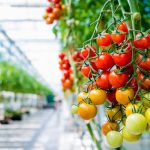 Огурчики, помидорчики… Саратовская область вновь в числе регионов-лидеров по производству тепличных овощей