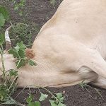 В Воскресенском районе Саратовской области несколько животных погибли от удара током