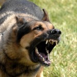 Следователи проверяют информацию из СМИ о нападении бездомных собак на жителей Балаково