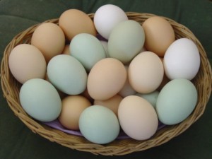 яйца22