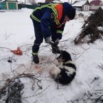 Хвалынские спасатели высвободили собаку из колючего плена