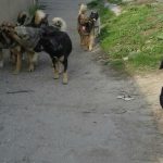Следственный комитет начал проверку по факту нападения бродячих собак на женщину в Балакове