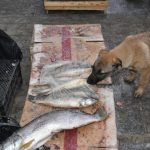 На прошедшей неделе в Балакове за торговлю в неустановленном месте консервированными грибами и свежей рыбой составлено 5 протоколов