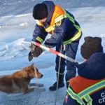 Вчера в полдень балаковские спасатели освободили из ледового плена бездомного пса