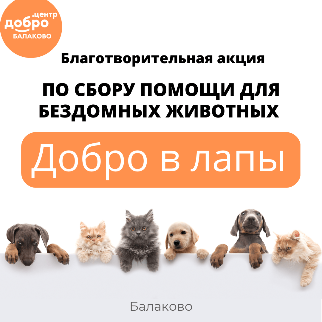 На территории города Балаково стартует благотворительная акция «Добро в  лапы» | 02.02.2023 | Балаково - БезФормата